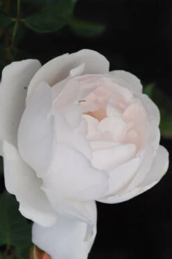 Rosier David Austin 'desdemona' ? - 5l