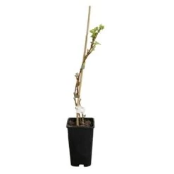Framboisier 'heritage' - Rubus Idaeus 3l -Flora Soldes 6455137a8e6d74.71766285