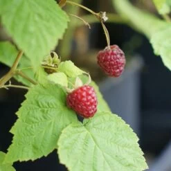 Framboisier 'heritage' - Rubus Idaeus 3l -Flora Soldes 6455137a95a402.80013422