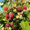 Framboisier 'heritage' - Rubus Idaeus 3l -Flora Soldes 6455137aa0ab35.06914508