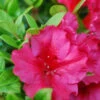 Azalée Du Japon 'florida' - 3l -Flora Soldes 645656848a71c3.81526994