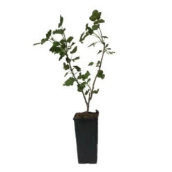 Plant Cassissier Andega Premium Pot 2l -Flora Soldes 6457a4581f9889.94901893