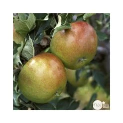 Pommier Cox Orange Pippin : Demi Tige Ctr 15 Litres -Flora Soldes 64580 004