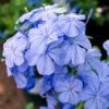 Plumbago Auriculata - Set De 6 - Grimpante Fleurie - Pot 9cm - Hauteur 25-40cm -Flora Soldes 64594c84479539.15586508