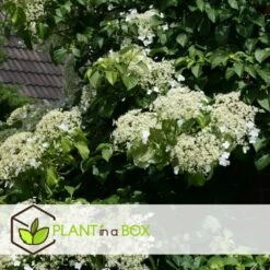 Hortensia Petiolaris - Set De 6 - Hortensia Grimpant - Pot 9cm - Hauteur 25-40cm -Flora Soldes 64594c8e24d139.12664719