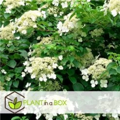 Hortensia Petiolaris - Set De 6 - Hortensia Grimpant - Pot 9cm - Hauteur 25-40cm -Flora Soldes 64594c8e2969d6.37106542