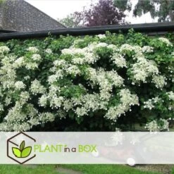 Hortensia Petiolaris - Set De 6 - Hortensia Grimpant - Pot 9cm - Hauteur 25-40cm -Flora Soldes 64594c8e465149.53064897