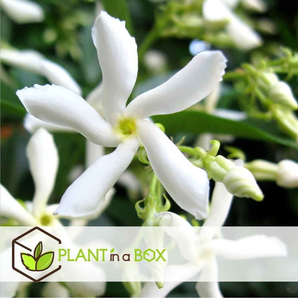 Jasmin Xl - Plante Grimpante - Pot 17cm - Hauteur 110-120cm 6 Jasmin Xl - Plante Grimpante - Pot 17cm - Hauteur 110-120cm - Image 4