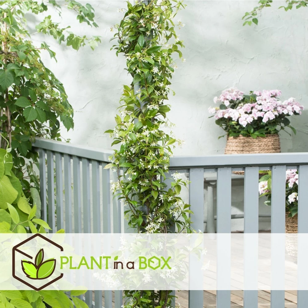 Jasmin Xl - Plante Grimpante - Pot 17cm - Hauteur 110-120cm 4 Jasmin Xl - Plante Grimpante - Pot 17cm - Hauteur 110-120cm - Image 2