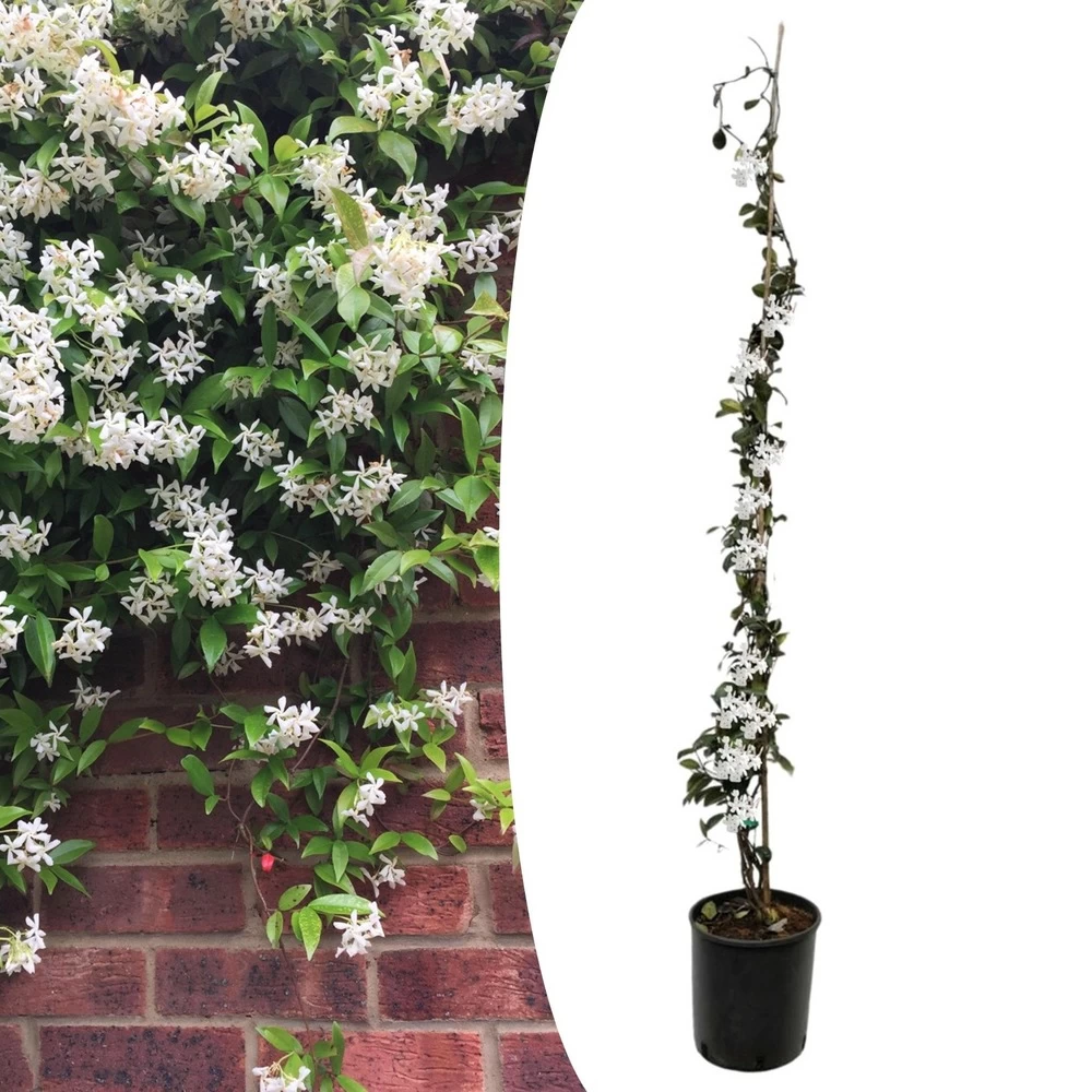 Jasmin Xl - Plante Grimpante - Pot 17cm - Hauteur 110-120cm 3 Jasmin Xl - Plante Grimpante - Pot 17cm - Hauteur 110-120cm
