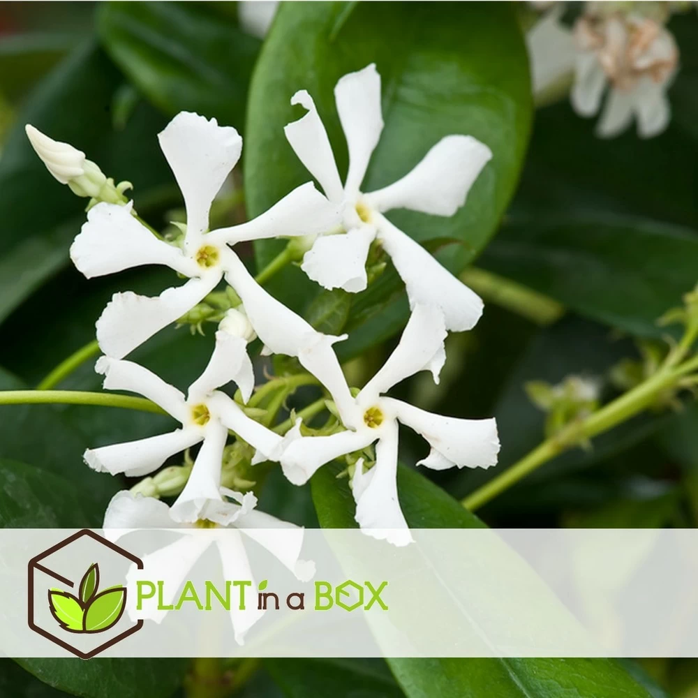 Jasmin Xl - Plante Grimpante - Pot 17cm - Hauteur 110-120cm 7 Jasmin Xl - Plante Grimpante - Pot 17cm - Hauteur 110-120cm - Image 5