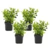 Viburnum Tinus - Set De 4 - Véritable Laurier - Pot 17cm - Hauteur 25-40cm 1 Viburnum Tinus - Set De 4 - Véritable Laurier - Pot 17cm - Hauteur 25-40cm -Flora Soldes 64594fc72f2834.02350595