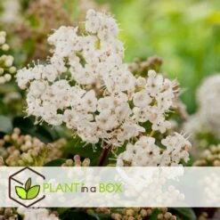 Viburnum Tinus - Set De 4 - Véritable Laurier - Pot 17cm - Hauteur 25-40cm -Flora Soldes 64594fc73362b6.46971732