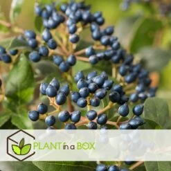 Viburnum Tinus - Set De 4 - Véritable Laurier - Pot 17cm - Hauteur 25-40cm -Flora Soldes 64594fc7378db5.93259658