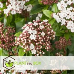 Viburnum Tinus - Set De 4 - Véritable Laurier - Pot 17cm - Hauteur 25-40cm -Flora Soldes 64594fc73be811.42083201