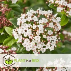 Viburnum Tinus - Set De 4 - Véritable Laurier - Pot 17cm - Hauteur 25-40cm -Flora Soldes 64594fc7449982.12702596