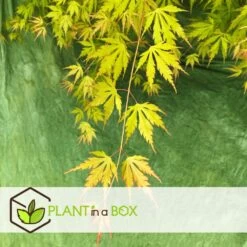 Erable Japonais 'orange Lace' - Set De 2 - Erable - Pot 19 - Hauteur 60-70cm -Flora Soldes 64594fd92ff2b0.67518558