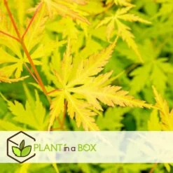 Erable Japonais 'orange Lace' - Set De 2 - Erable - Pot 19 - Hauteur 60-70cm -Flora Soldes 64594fd9344853.83874935