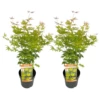 Erable Japonais 'orange Lace' - Set De 2 - Erable - Pot 19 - Hauteur 60-70cm -Flora Soldes 64594fd93862c6.45868461