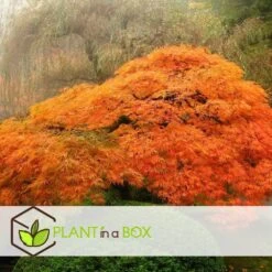 Erable Japonais 'orange Lace' - Set De 2 - Erable - Pot 19 - Hauteur 60-70cm -Flora Soldes 64594fd951c370.03946757