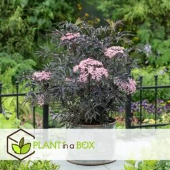 Sambucus Nigra 'black Lace' - Set De 4 - Pot 17cm - Hauteur 25-40cm -Flora Soldes 64594fe017ff58.54905189