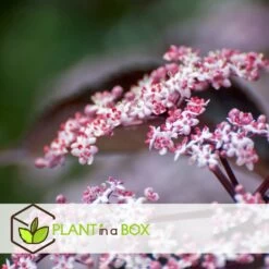 Sambucus Nigra 'black Lace' - Set De 4 - Pot 17cm - Hauteur 25-40cm -Flora Soldes 64594fe01c6815.60092599