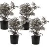 Sambucus Nigra 'black Lace' - Set De 4 - Pot 17cm - Hauteur 25-40cm 1 Sambucus Nigra 'black Lace' - Set De 4 - Pot 17cm - Hauteur 25-40cm -Flora Soldes 64594fe02fd2c6.05769829