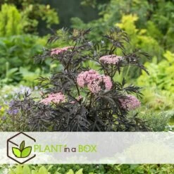Sambucus Nigra 'black Lace' - Set De 4 - Pot 17cm - Hauteur 25-40cm -Flora Soldes 64594fe03806c9.54643939