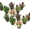 Hebe Pinguifolia - Mélange De 12 - Arbuste - Pot 10.5cm - Hauteur 15-20cm -Flora Soldes 6459500e75e2d7.60549722