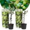 Olea Europaea - Oliviers - Pot 9cm - Hauteur 25-40cm 2 Olea Europaea - Oliviers - Pot 9cm - Hauteur 25-40cm -Flora Soldes 64595012149db9.80517498