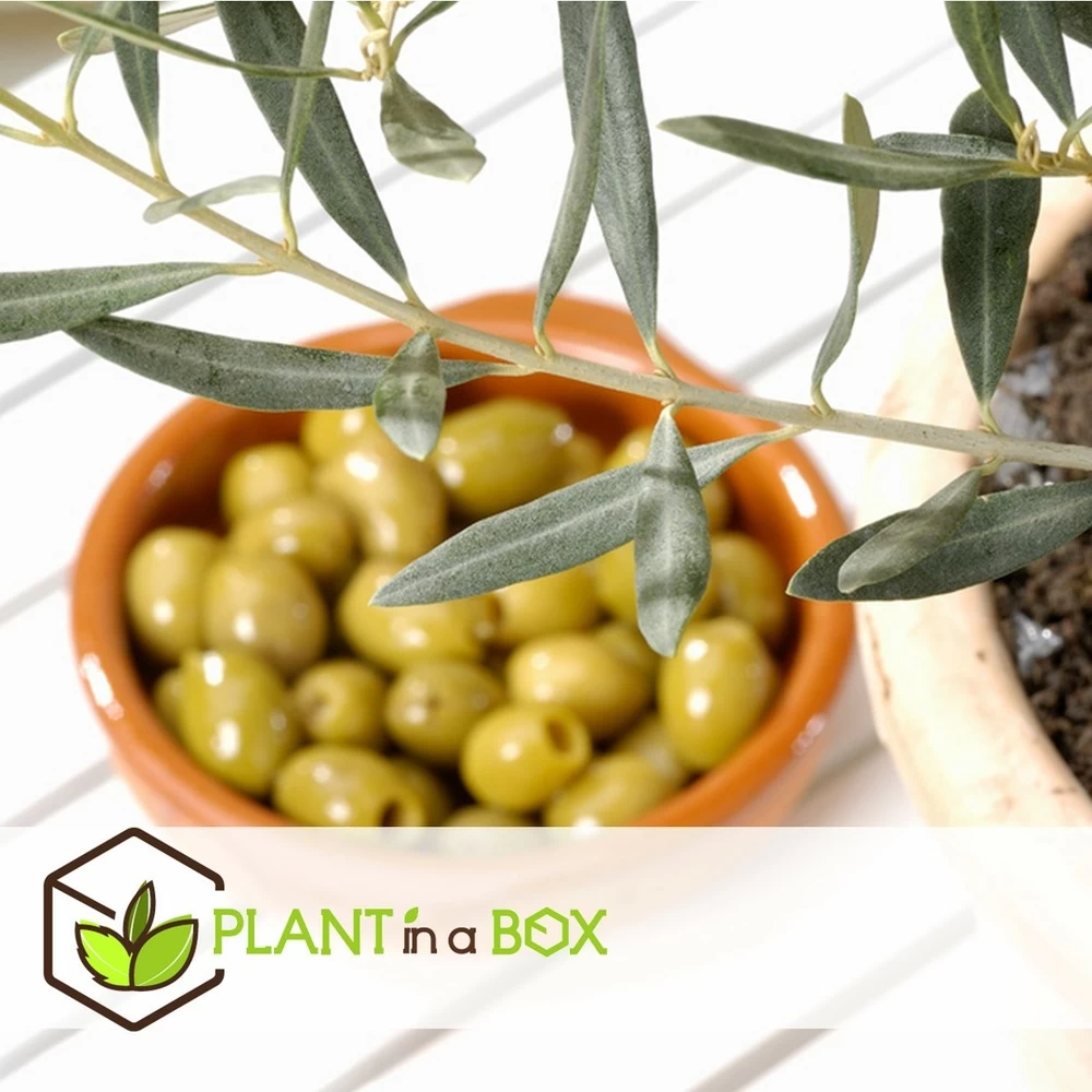 Olea Europaea - Oliviers - Pot 9cm - Hauteur 25-40cm 6 Olea Europaea - Oliviers - Pot 9cm - Hauteur 25-40cm - Image 4