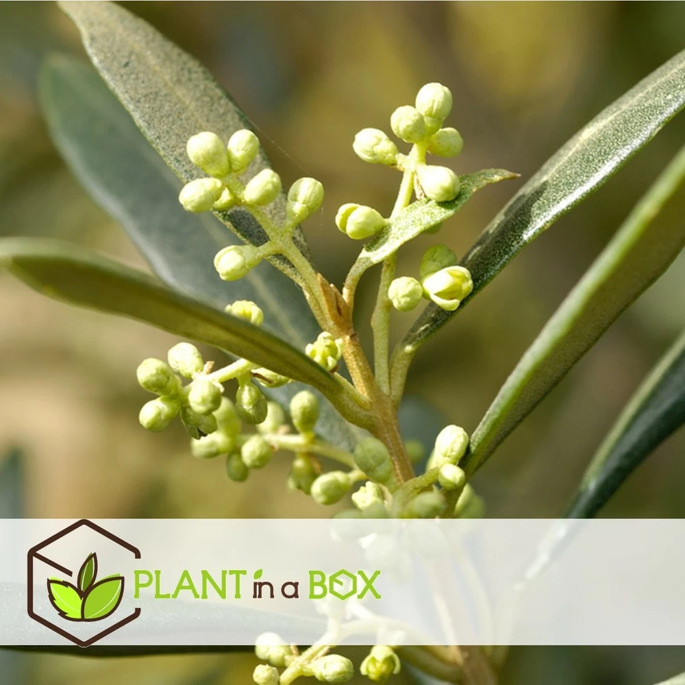 Olea Europaea - Oliviers - Pot 9cm - Hauteur 25-40cm 5 Olea Europaea - Oliviers - Pot 9cm - Hauteur 25-40cm - Image 3