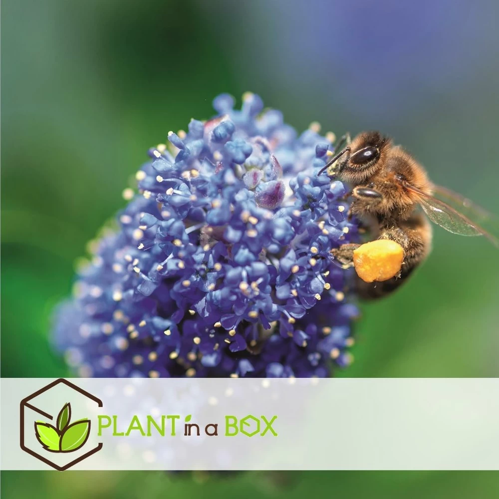 Ceanothus Thyrsiflorus Repens - Arbuste - Pot 17cm - Hauteur 60-70cm 6 Ceanothus Thyrsiflorus Repens - Arbuste - Pot 17cm - Hauteur 60-70cm – Image 4