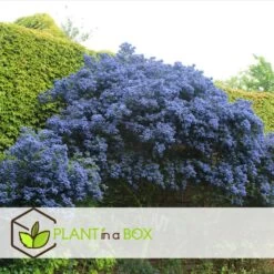 Ceanothus Thyrsiflorus Repens - Arbuste - Pot 17cm - Hauteur 60-70cm 8 Ceanothus Thyrsiflorus Repens - Arbuste - Pot 17cm - Hauteur 60-70cm -Flora Soldes 64595167264cf5.38010472