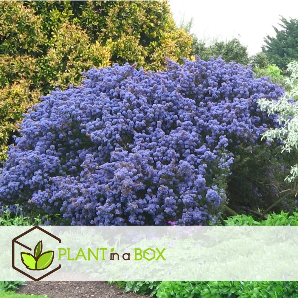 Ceanothus Thyrsiflorus Repens - Arbuste - Pot 17cm - Hauteur 60-70cm 4 Ceanothus Thyrsiflorus Repens - Arbuste - Pot 17cm - Hauteur 60-70cm – Image 2