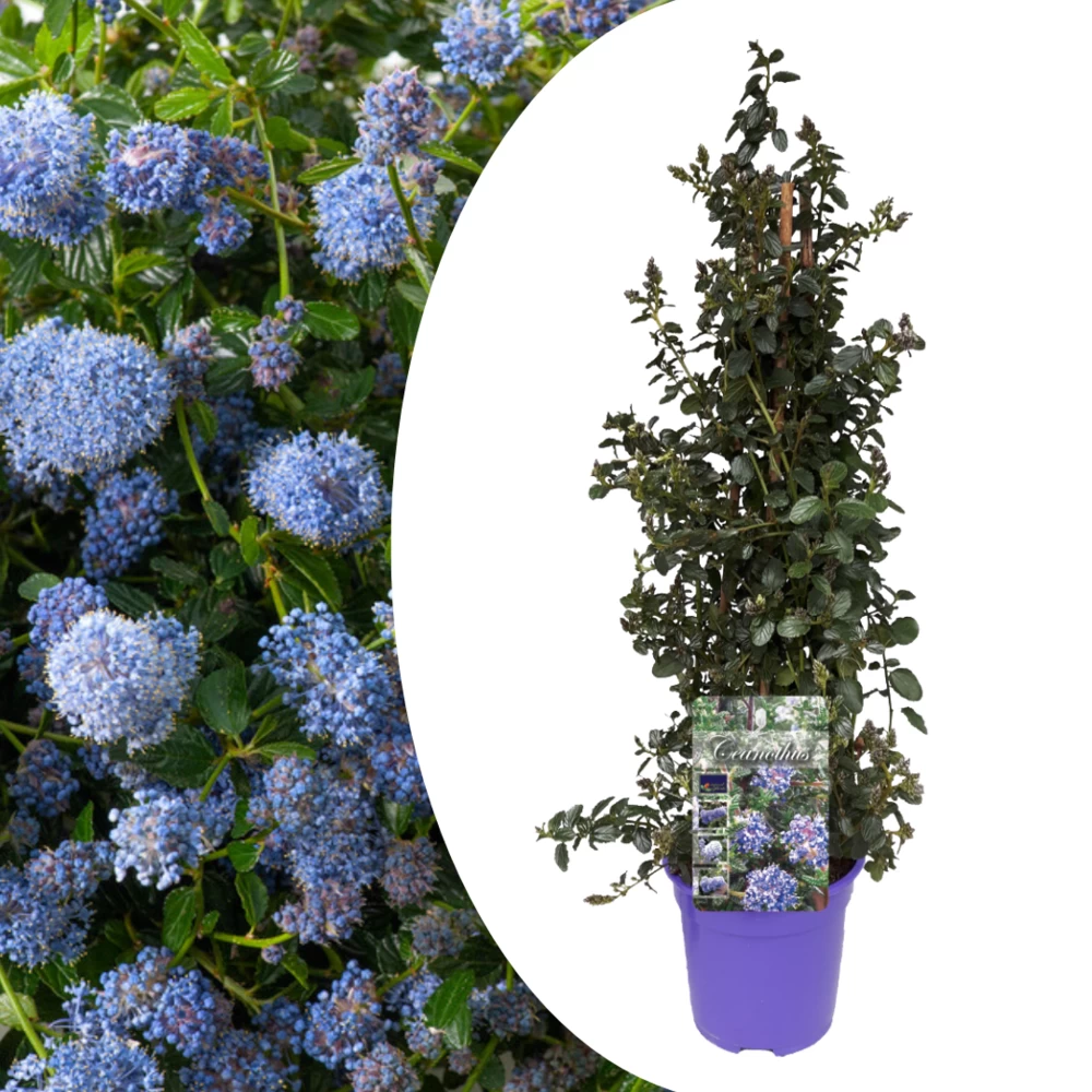 Ceanothus Thyrsiflorus Repens - Arbuste - Pot 17cm - Hauteur 60-70cm 3 Ceanothus Thyrsiflorus Repens - Arbuste - Pot 17cm - Hauteur 60-70cm