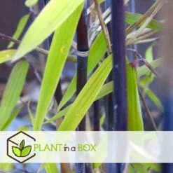 Fargesia Gansu - Set De 4 - Bambou Non Invasif - Pot 17cm - Hauteur 50-70cm -Flora Soldes 6459516a5d0c52.07792490