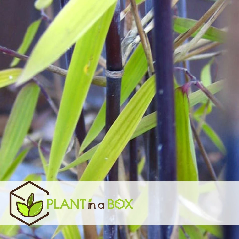 Fargesia Gansu - Set De 6 - Bambou Non Invasif - Pot 17cm - Hauteur 50-70cm 6 Fargesia Gansu - Set De 6 - Bambou Non Invasif - Pot 17cm - Hauteur 50-70cm - Image 4