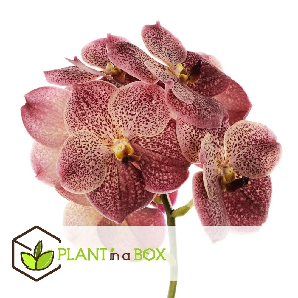 Vanda Leopard Coral - Orchidée Tropicale - Orchidée En Fleur - Hauteur 75-85cm 4 Vanda Leopard Coral - Orchidée Tropicale - Orchidée En Fleur - Hauteur 75-85cm – Image 2