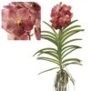 Vanda Leopard Coral - Orchidée Tropicale - Orchidée En Fleur - Hauteur 75-85cm -Flora Soldes 64595220a70c31.25970141
