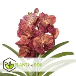 Vanda Leopard Coral - Orchidée Tropicale - Orchidée En Fleur - Hauteur 75-85cm 7 Vanda Leopard Coral - Orchidée Tropicale - Orchidée En Fleur - Hauteur 75-85cm -Flora Soldes 64595220aba3b5.16105552