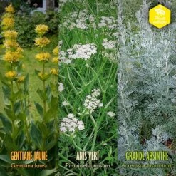 Coffret De Semences Médicinales Aromatique Apéritifs Régionaux -Flora Soldes 645a39a750fff5.57002845