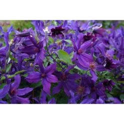 Clématite Saphyra® Violetta "m32-10'/pot De 1,5l - Tuteur Bambou 30/60 Cm -Flora Soldes 645d858896f953.70859164