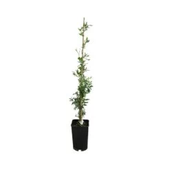 Sollya Heterophylla - Sollya Heterophylla 3l -Flora Soldes 6462273f371949.61786728