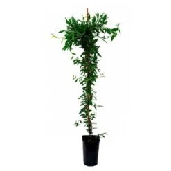 Sollya Heterophylla - Sollya Heterophylla 3l -Flora Soldes 6462273f4cc884.33528907