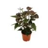 Anthurium Andreanum "black Karma" - Avec Fleur Noire Dans Un Pot De 12cm -Flora Soldes 646227434cbf48.56789023