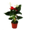 Fleur De Flamant Rose "sierra Red & Sierra White" Jumeaux Rouge/blanc Pot 14cm Anthurium Andreanum -Flora Soldes 64622746c39128.41528724
