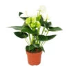 Fleur De Flamant Rose "sierra White" Blanc Anthurium Andreanum 14cm -Flora Soldes 6462274e5959e8.64719841