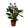 Fleur De Flamant Rose "purple Fiorino" Violet Anthurium Andreanum 14cm -Flora Soldes 6462275204ff87.99202910