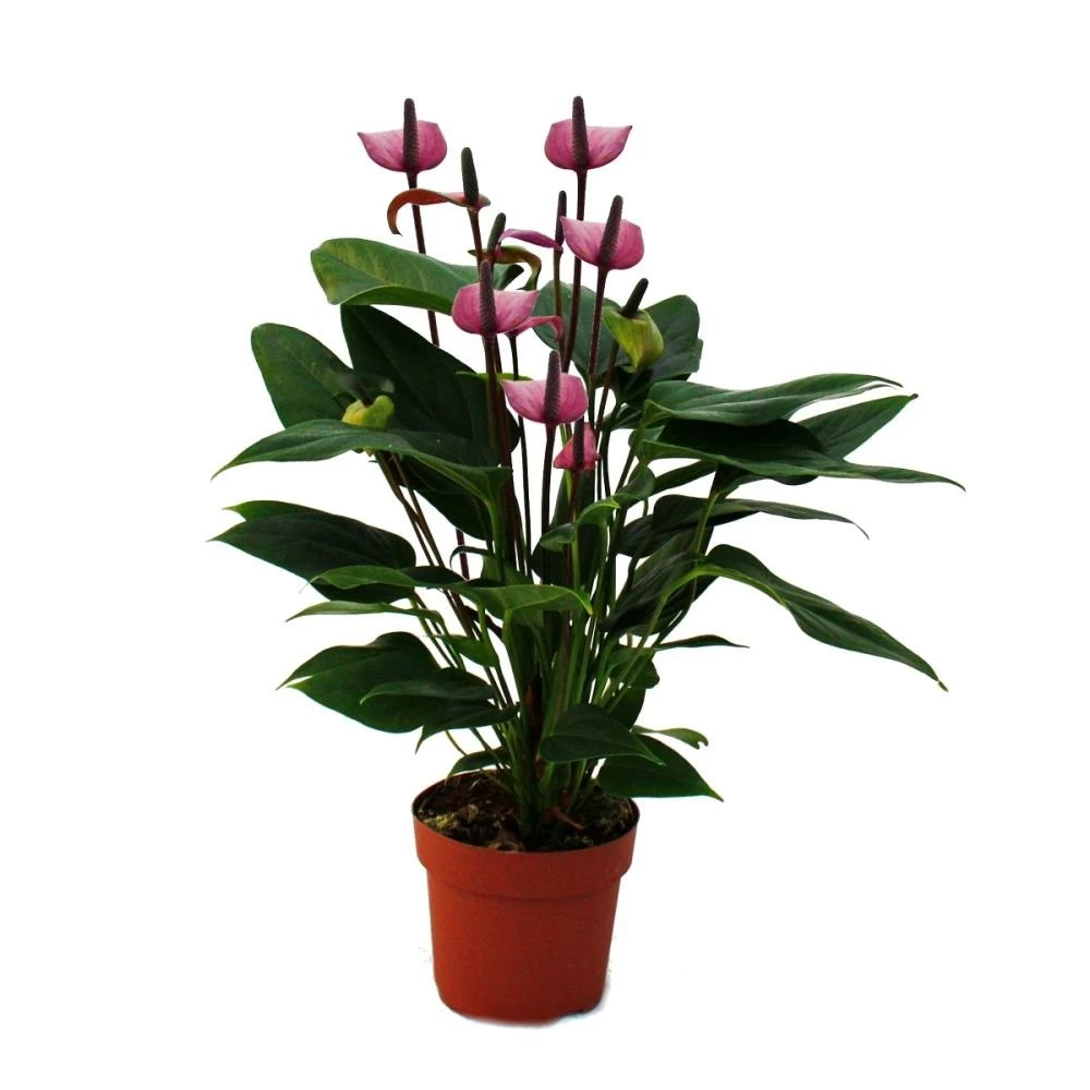 Fleur De Flamant Rose "purple Fiorino" Violet Anthurium Andreanum 14cm 3 Fleur De Flamant Rose "purple Fiorino" Violet Anthurium Andreanum 14cm